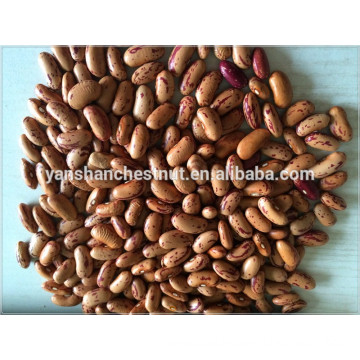 New Crop Good Quality Light Speckled Kidney Beans long shape